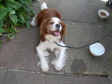 King Charles Spaniel Found in Goldsmith Ave W3