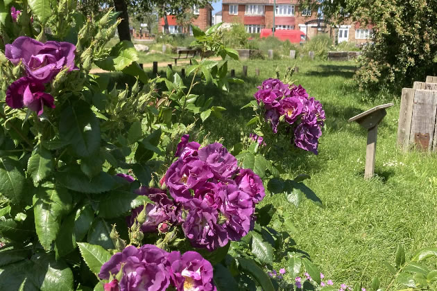 Friars Gardens in Acton