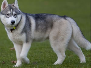 missing husky Fenris