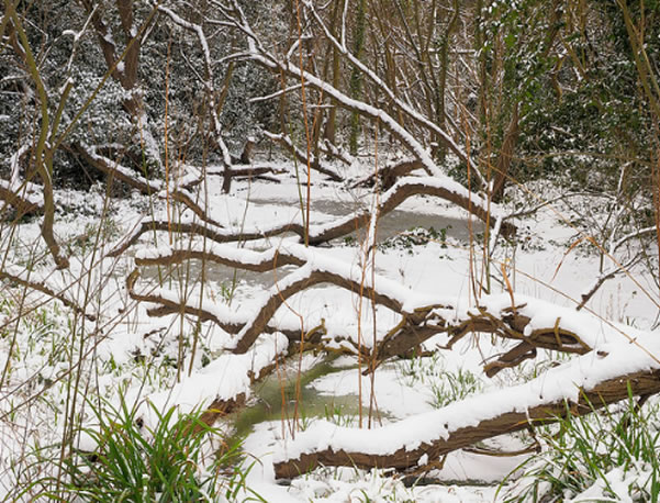 gunnersbury triangle in the snow
