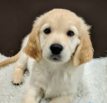 Guide Dogs for the Blind puppy