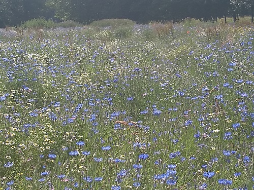 Meadow Gunnersbury Park