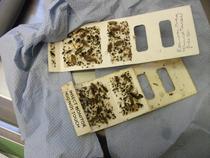 Officers found cockroaches on insect monitors at Chicken Spot