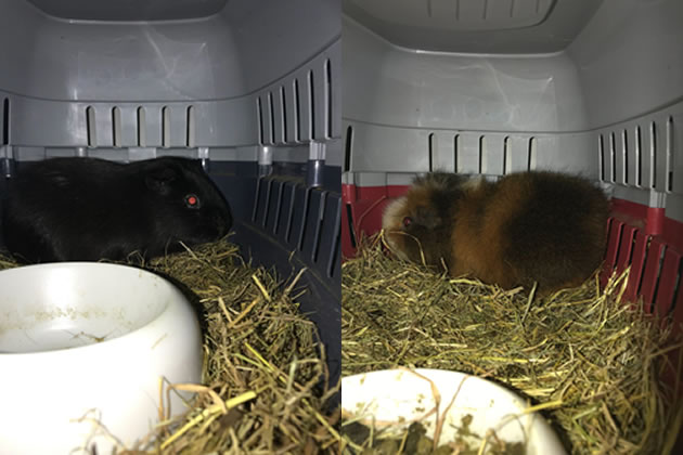 Guinea pigs thought to be unwanted pets abandoned ahead of Christmas