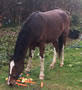 Flash the pony eating carrots