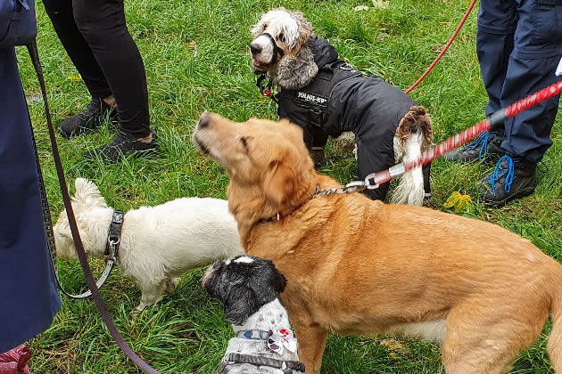 Some of the participants in a previous Waggy Walk